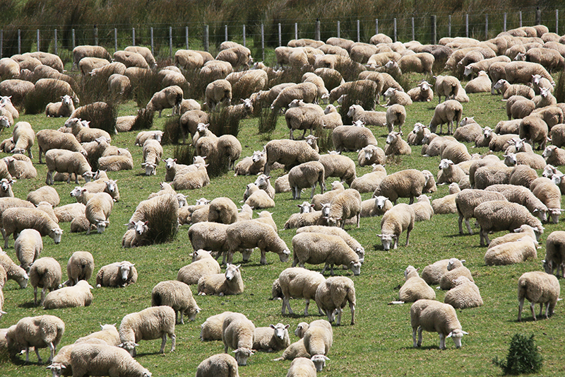 Sheep : New Zealand : Travel : Photos :  Richard Moore Photography : Photographer : 
